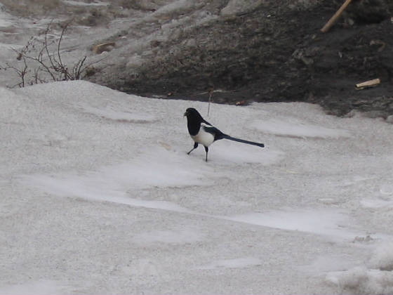 bird.jpg